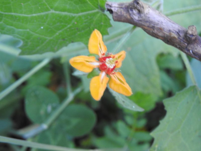 Loasa acerifolia, photographed by Leonel Roget