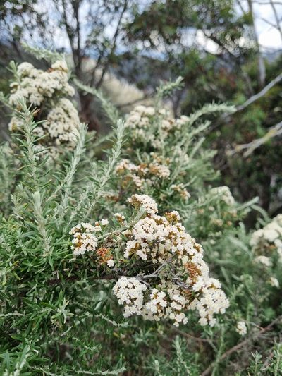 Ozothamnus secundiflorus, photographed by Jane Canaway