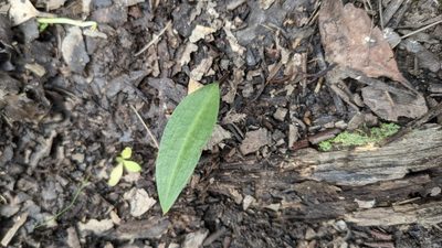Cryptostylis erecta, photographed by M. quinquenervia