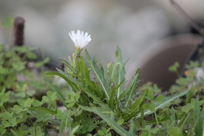 Malacothrix saxatilis, photographed by Ryan Donnelly