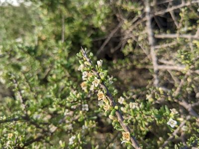 Lycium californicum, photographed by sdash