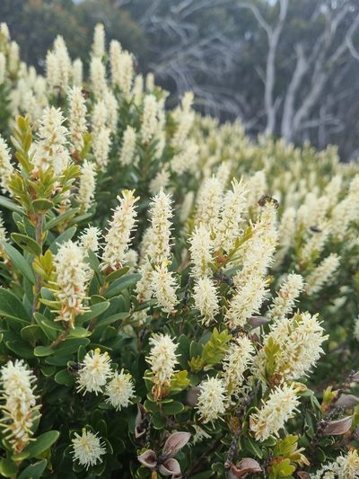 Orites lancifolius, photographed by Jane Canaway