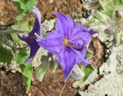 Solanum houstonii, photographed by Francisco Farriols Sarabia