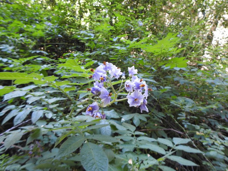 Solanum palustre, photographed by Leonel Roget