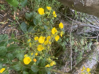 Calceolaria valdiviana, photographed by Leonel Roget