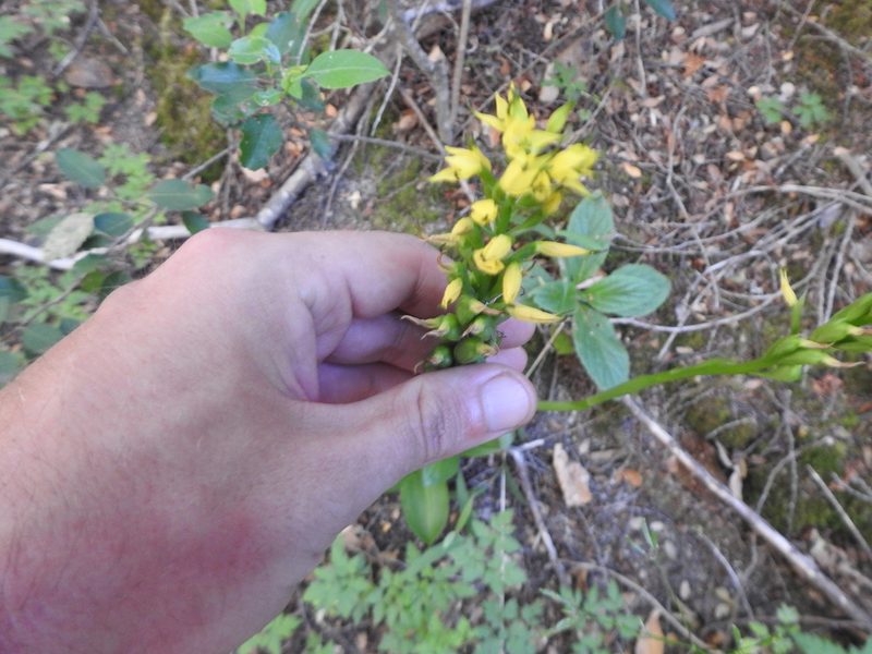 Gavilea lutea, photographed by Leonel Roget