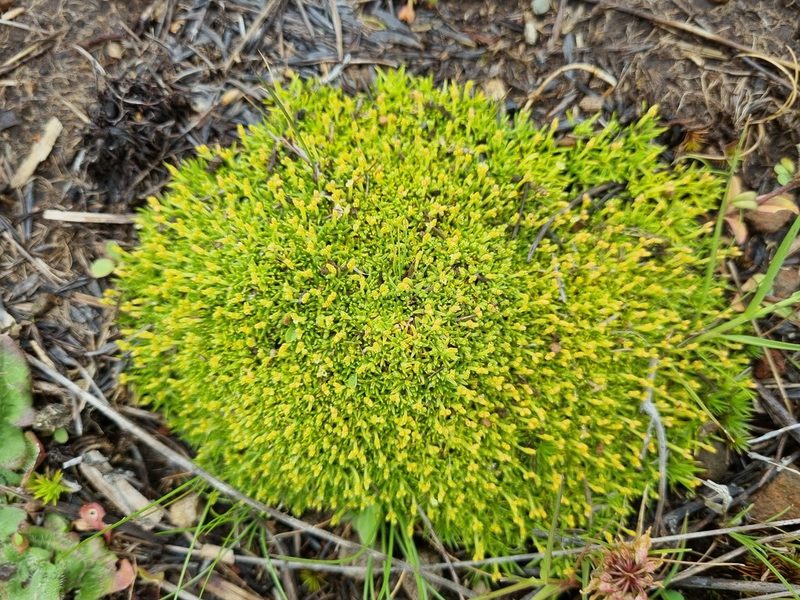 Scleranthus biflorus, photographed by Jane Canaway