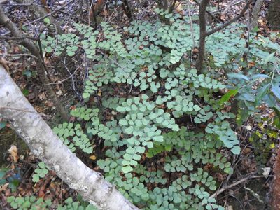 Adiantum chilense, photographed by Leonel Roget