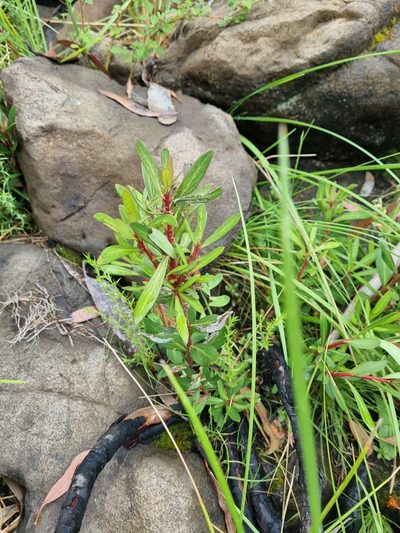 Tasmannia xerophila, photographed by Jane Canaway
