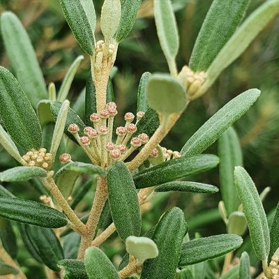 Phebalium squamulosum, photographed by ronavery