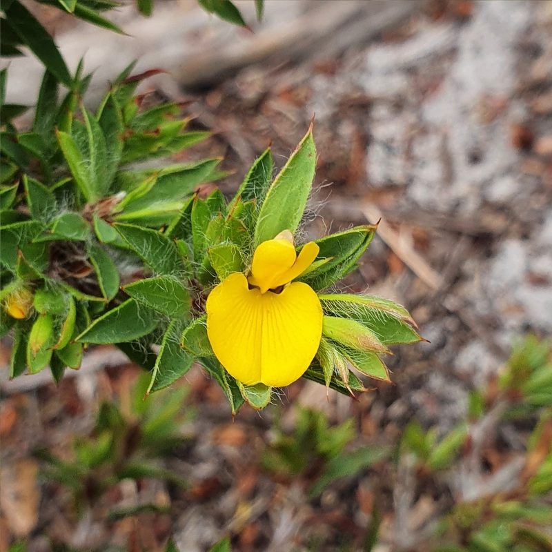 Pultenaea villifera, photographed by ronavery