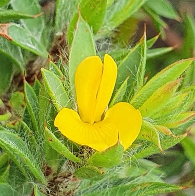 Pultenaea villifera, photographed by ronavery