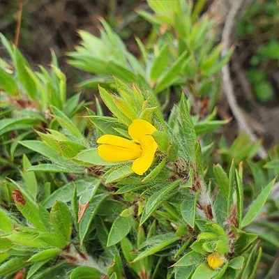 Pultenaea villifera, photographed by ronavery