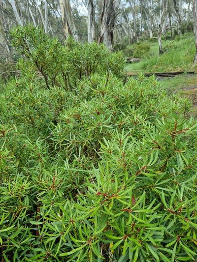 Tasmannia xerophila, photographed by Jane Canaway