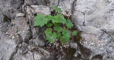Heuchera glabra, photographed by John Brew
