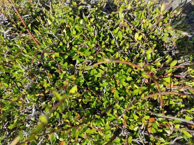 Aristotelia fruticosa, photographed by Max Tweddell