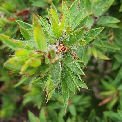 Pultenaea villifera, photographed by ronavery