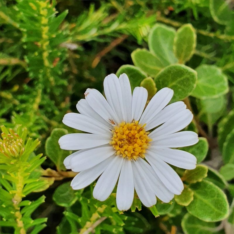 Olearia tomentosa, photographed by ronavery