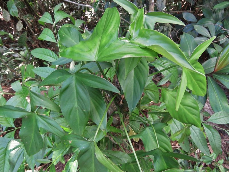 Philodendron camposportoanum, photographed by Annika Lindqvist