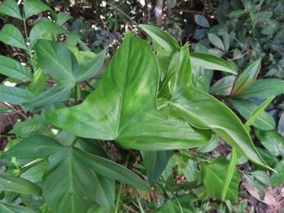 Philodendron camposportoanum, photographed by Annika Lindqvist