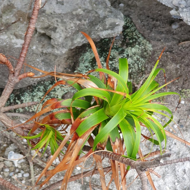 Dracophyllum oceanicum, photographed by ronavery