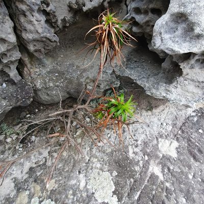 Dracophyllum oceanicum, photographed by ronavery