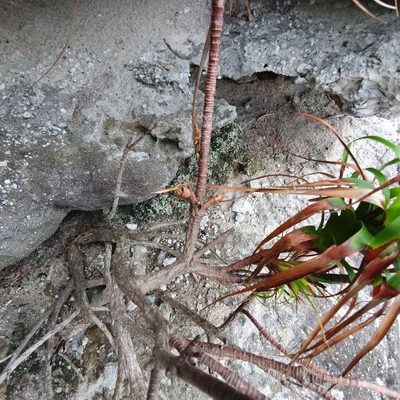 Dracophyllum oceanicum, photographed by ronavery