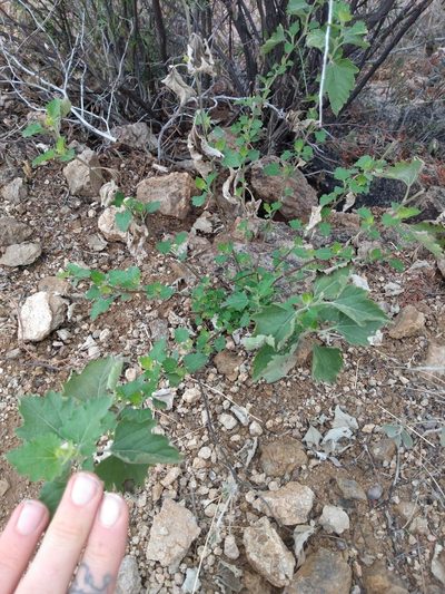 Ambrosia cordifolia, photographed by weaver