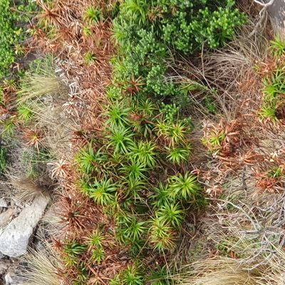 Dracophyllum oceanicum, photographed by ronavery