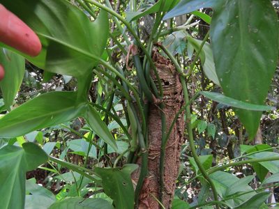 Philodendron camposportoanum, photographed by Annika Lindqvist