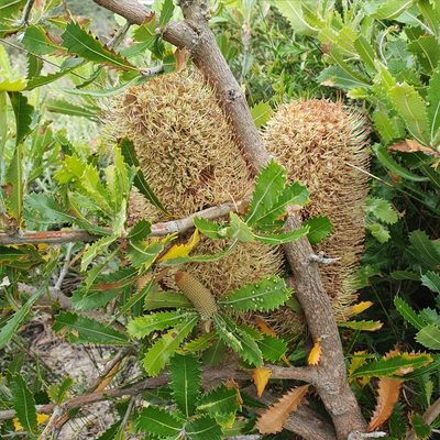 Banksia serrata, photographed by ronavery