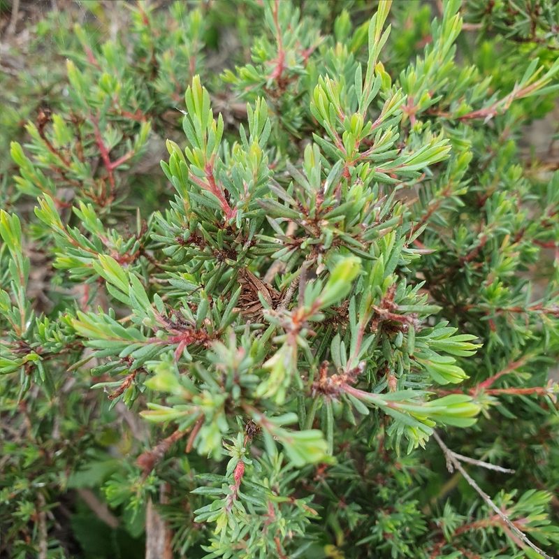 Darwinia leptantha, photographed by ronavery