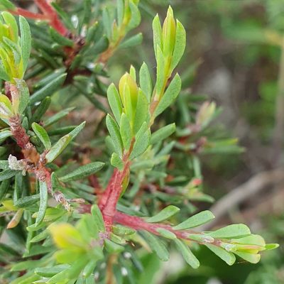 Darwinia leptantha, photographed by ronavery