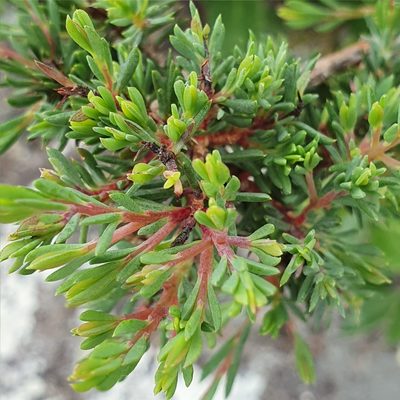 Darwinia leptantha, photographed by ronavery