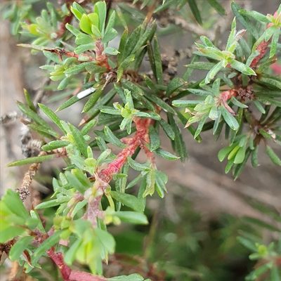 Darwinia leptantha, photographed by ronavery