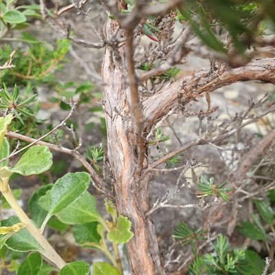 Darwinia leptantha, photographed by ronavery