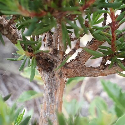 Darwinia leptantha, photographed by ronavery