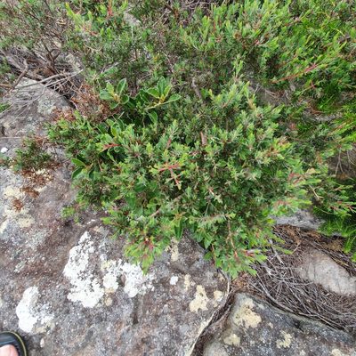 Darwinia leptantha, photographed by ronavery