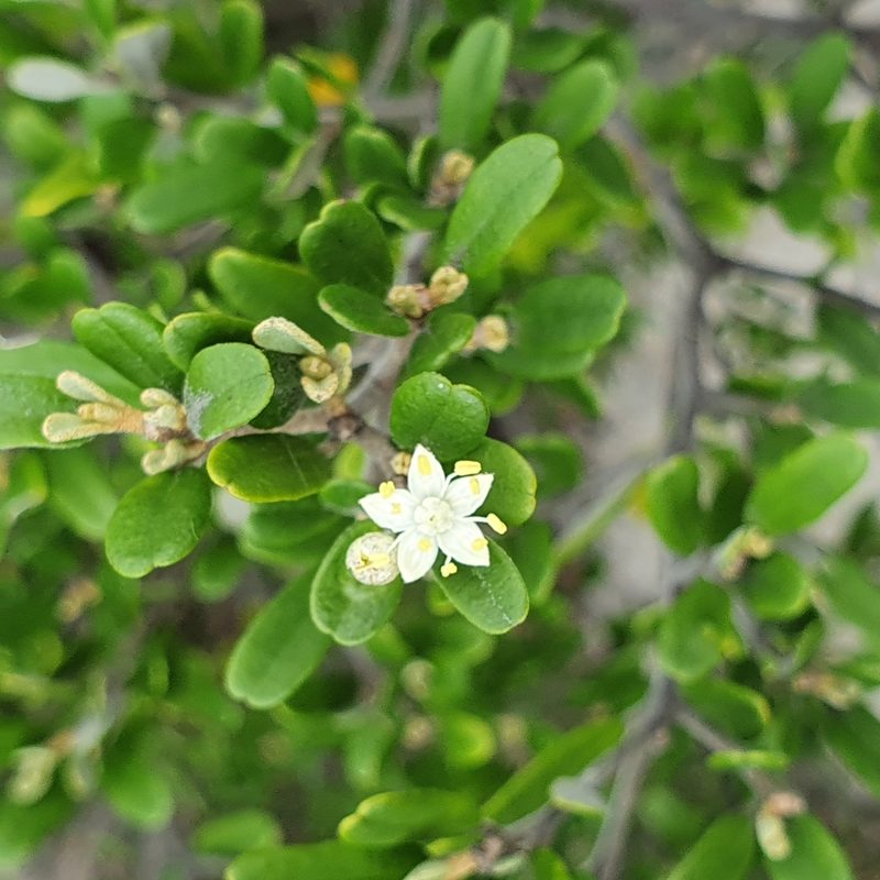Phebalium squamulosum, photographed by ronavery