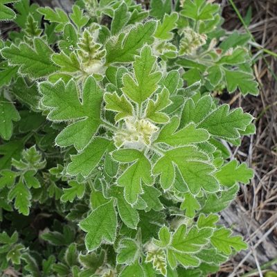 Xanthosia pilosa, photographed by ronavery