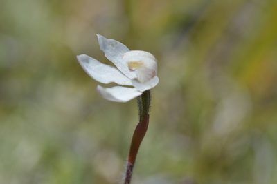 Caladenia lyallii, photographed by Christopher Stephens