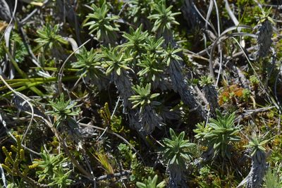 Celmisia walkeri, photographed by Christopher Stephens