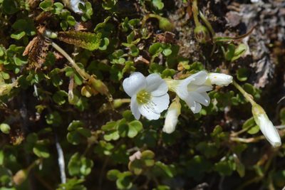 Oxalis magellanica, photographed by Christopher Stephens