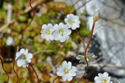 Epilobium brunnescens, photographed by Christopher Stephens
