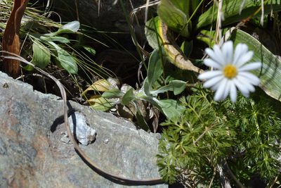Celmisia verbascifolia, photographed by Christopher Stephens
