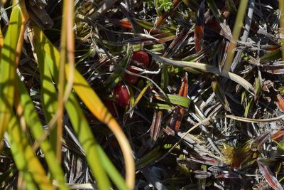Astelia linearis, photographed by Christopher Stephens