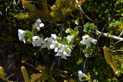Euphrasia revoluta, photographed by Christopher Stephens