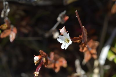 Epilobium glabellum, photographed by Christopher Stephens