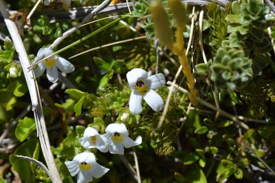 Euphrasia revoluta, photographed by Christopher Stephens