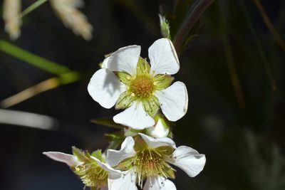 Geum cockaynei, photographed by Christopher Stephens